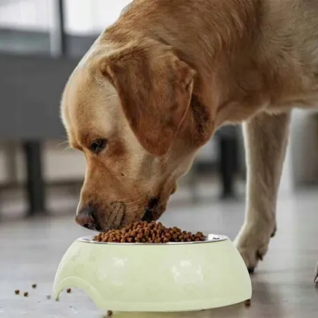 Miska dla psa kota na karmę wodę metalowa 1200ml 19400